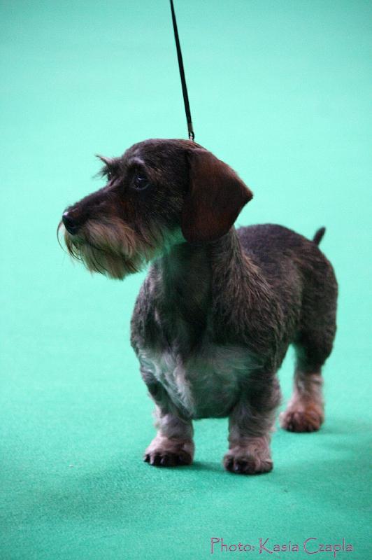 Crufts2011_2 876.jpg